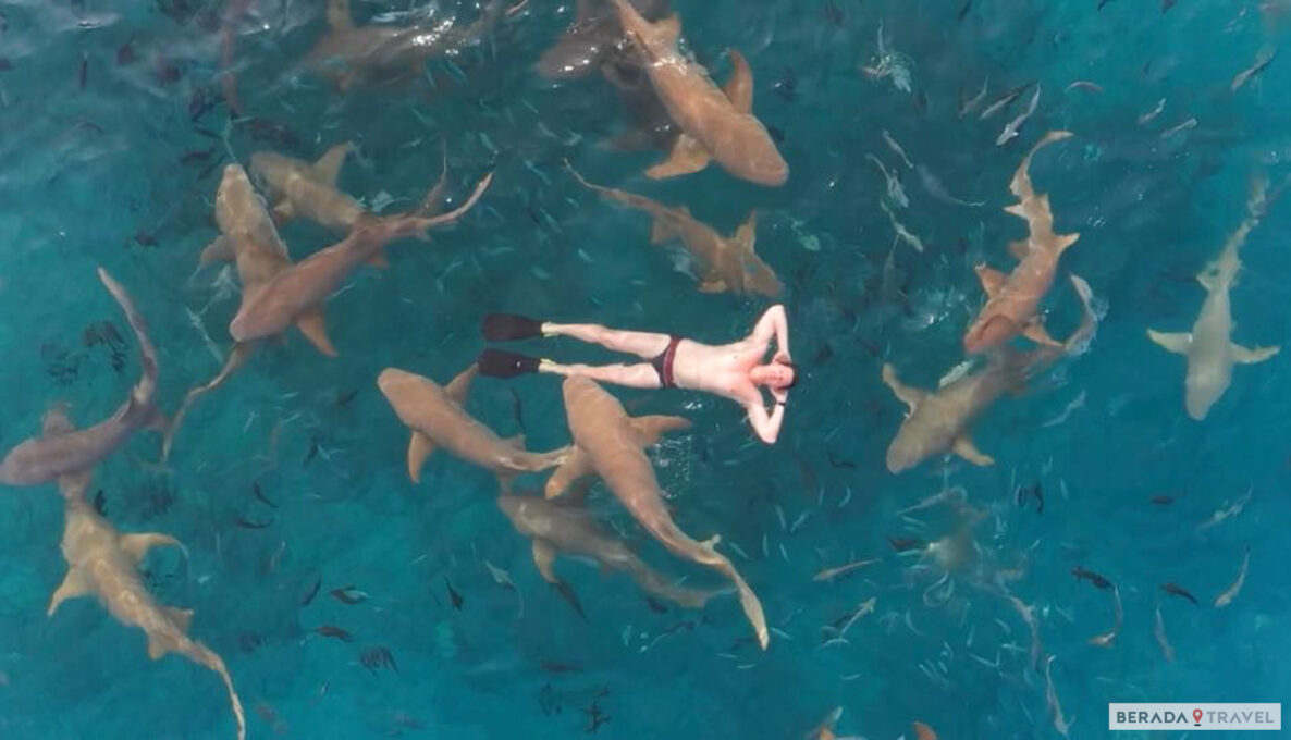 Immersione con squali a Maafushi